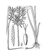 古植物学植物插图:香附、黄坚果草