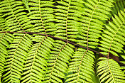 绿色蕨类图案，哥斯达黎加