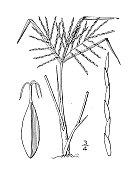 古植物学植物插图:香附、恩格尔曼的香附