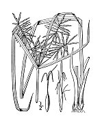 古植物学植物插图:折边香附、反折香附