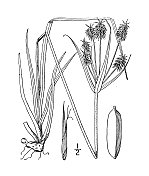 古植物学植物插图:香附、糙香附