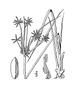 古植物学植物插图:香附，格雷的香附