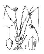 古植物学植物插图:斯科珀斯・史密斯，史密斯的俱乐部