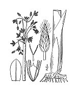 古植物学植物插图:湖三棱藨草、大芦苇