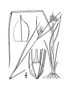 古植物学植物插图:Rynchospora gracilenta，细长喙蒲草