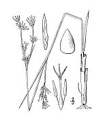 古植物学植物插图:金缕梅、芦笋