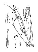 古植物学植物插图:苔草，科林斯的莎草