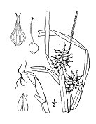 古董植物学植物插图:苔草Asa-Grayi, Gray的莎草