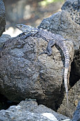 伪装得很好的鬣蜥，曼纽尔・安东尼奥，哥斯达黎加