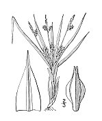 古植物学植物插图:伞形苔草，伞形莎草