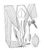 古董植物学植物插图:苔草，弗雷泽的莎草