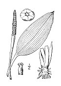 古植物学植物插图:Orontium aquaticum, Golden club