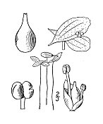 古植物学植物插图:三叶莲、常青藤浮萍、星浮萍