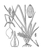 古植物学植物插图:苔草、苔草