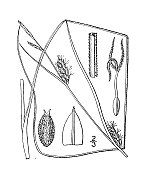 古植物学植物插图:丝状苔草、莎草