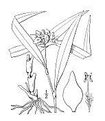 古董植物学植物插图:蒙大拿紫茉莉，山蜘蛛草