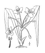 古植物学植物插图:短枝Tradescantia brevicaulis，短茎spiderwort