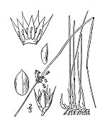 古植物学植物插图:灯心草、丝线草