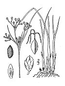 古董植物学植物插图:junus Gerardi, Blackgrass