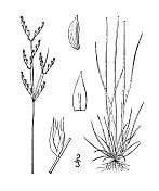 古植物学植物插图:灯心草、灯心草