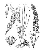 古植物学植物插图:黄Chamaelirium luteum，炽星