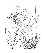 古植物学植物插图:桔梗，大花风铃草