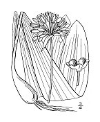 古植物学植物插图:葱、野韭菜