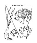 古植物学植物插图:星状葱、草原野生洋葱