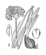 古董植物学植物插图:网状葱，弗雷泽的野生洋葱