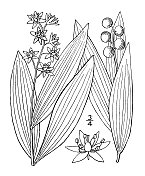 古植物学植物插图:三叶所罗门的印章