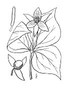 古植物学植物插图:万年莲，臭知更鸟
