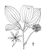 古植物学植物插图:菝葜、直立菝葜