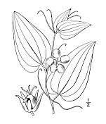 古董植物学植物插图:Smilax Walteri, Walter's Greenbrier