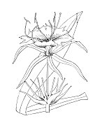 古植物学植物插图:膜萼花、膜萼花