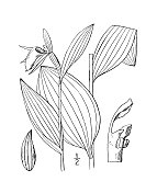 古植物学植物插图:杓兰、羊头、女鞋
