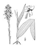 古植物学植物插图:小南方黄兰