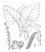 古植物学植物插图:白杨、塔卡马哈、白杨