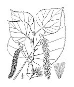 古植物学植物插图:白杨树、美洲白杨