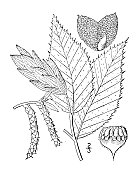 古植物学植物插图:Ostrya Virginiana, Hop Hornbeam，铁木