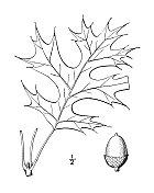 古董植物学植物插图:德克萨斯栎，德克萨斯红橡树