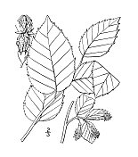 古植物学植物插图:刨花，刨花树，水榆树