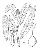 古植物学植物插图:Polygonum hartwright tii, Hart Wright's Persicaria