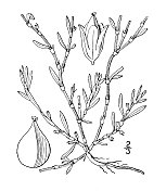 古植物学植物插图:海蓼、海滨虎杖