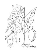 古植物学植物插图:旋花蓼、黑结花