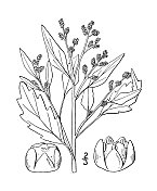 古植物学植物插图:白藜，橡木叶醋栗