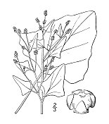 古植物学植物插图:Fremontii藜，Fremont的醋栗