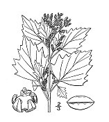 古植物学植物插图:土藜，荨麻叶，藜草