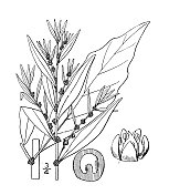 古植物学植物插图:美洲藜，墨西哥茶