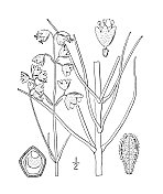 古植物学植物插图:Allionia linear, Narrow leaf umbrella wort