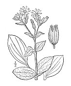 古植物学植物插图:荔枝、红樱